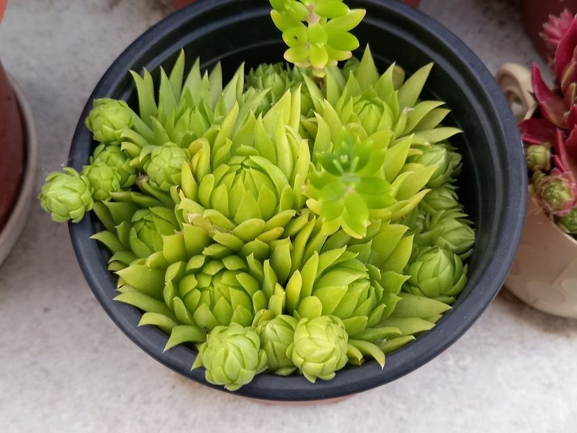  - Cactuși 2021