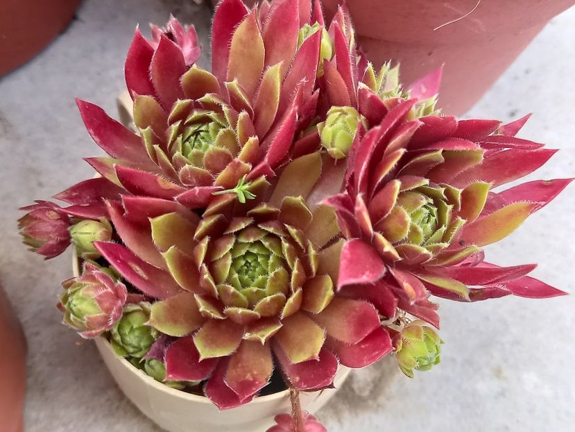 - Cactuși 2021