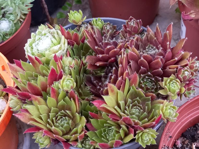  - Cactuși 2021