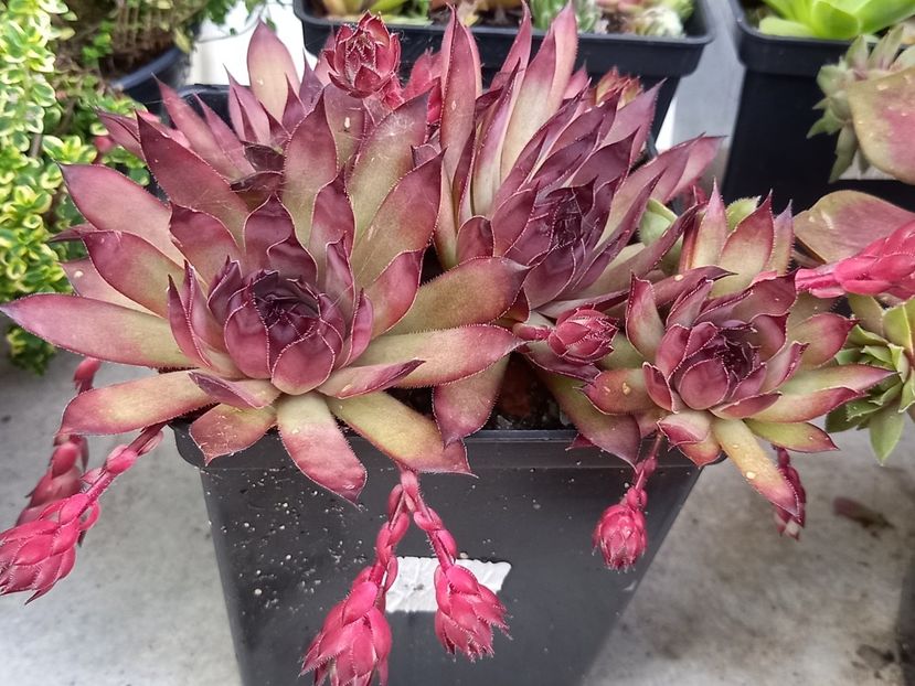 - Cactuși 2021