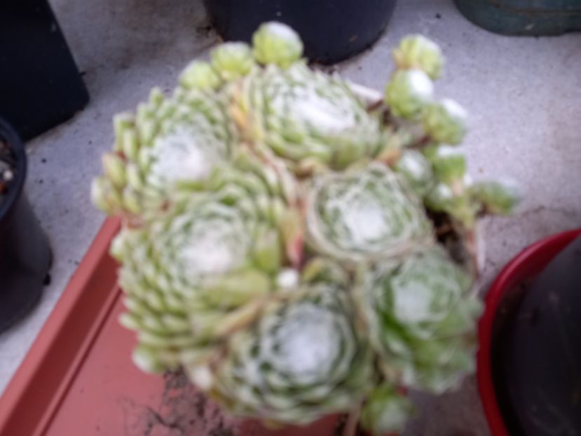  - Cactuși 2021
