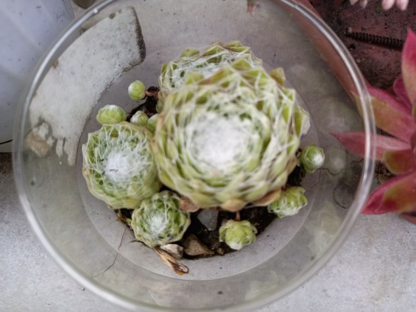  - Cactuși 2021