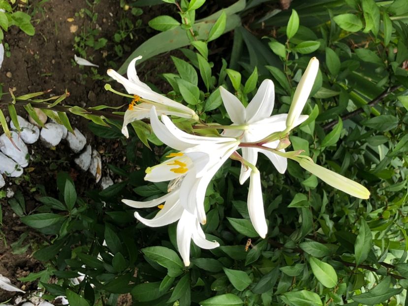 3BDDFD17-8F7C-4497-8FAE-DB4DCB07DD43 - Crini