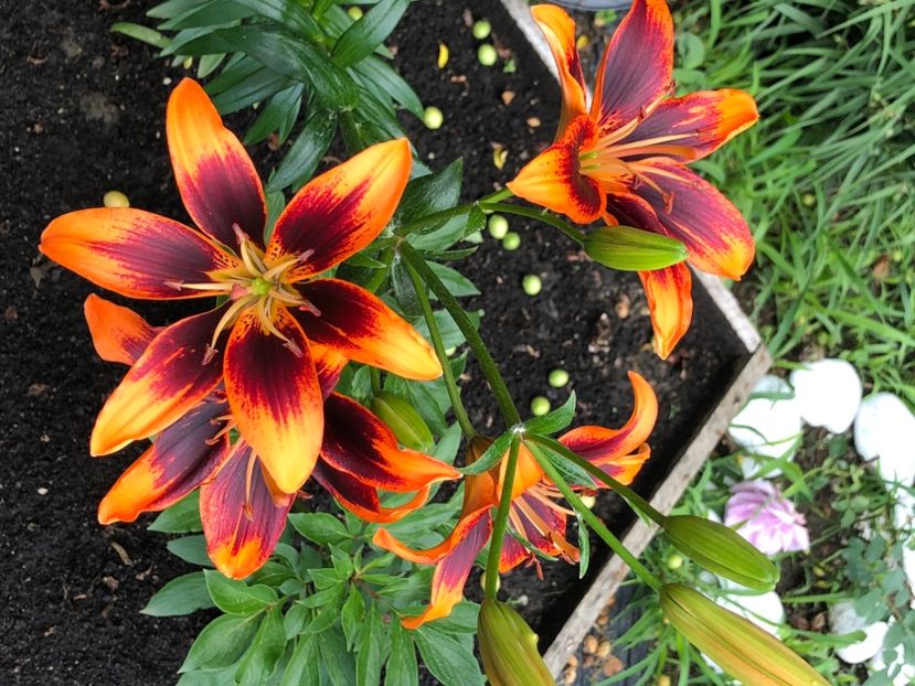 AAA4ADC5-AD03-48CD-A550-205318EC1D38 - Crini