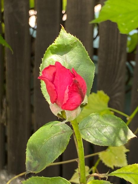 5FC11FE9-2311-4042-8D7F-D144F3C4987F - Trandafiri