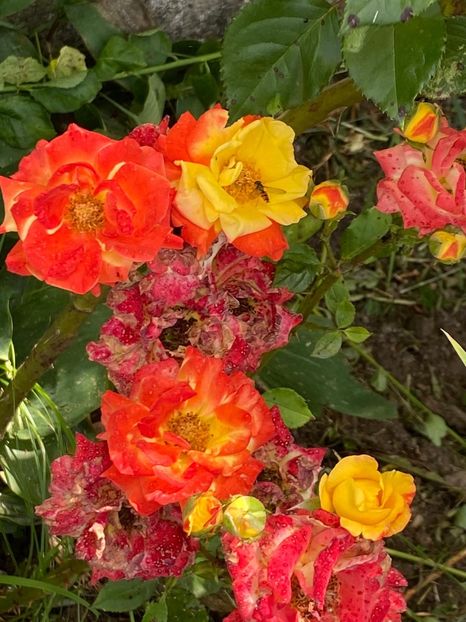 1386CC96-137A-4BEE-B42C-31265D8CB309 - Trandafiri