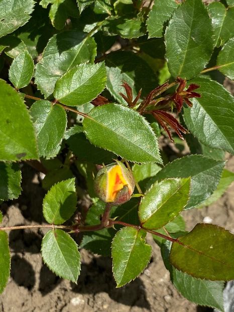 6B6FC3EB-4DA4-49F0-A4D7-E335C18D52A6 - Trandafiri