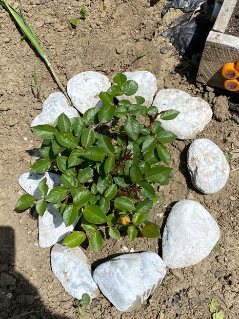 A18CAAE2-00DA-4A2C-8B7B-FA437E5E9E9D - Trandafiri