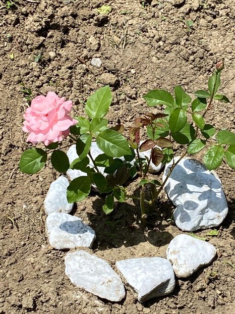 825435F3-A039-4BAD-BD84-53C0A8FAFD38 - Trandafiri