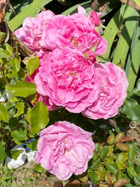 FA74426E-C812-432E-A361-5C5EC65F4C26 - Trandafiri