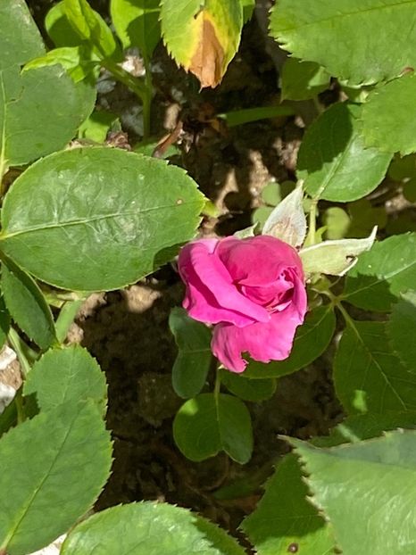 65051183-B8FF-49DD-B9A3-510F8CF3A7D3 - Trandafiri