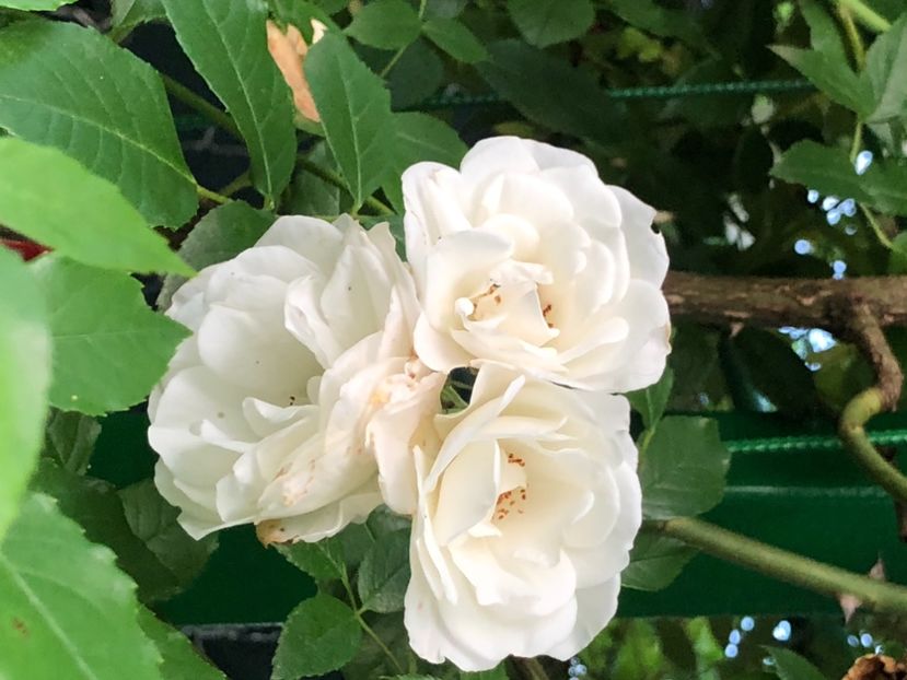 02C902CE-3734-46E6-9711-03900AECC730 - Trandafiri