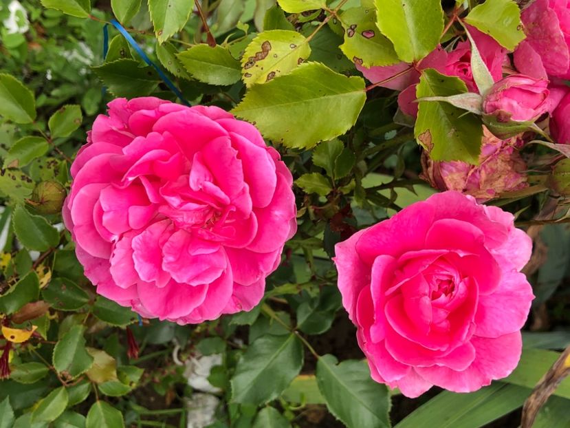 D40CABB3-952B-4638-95EF-D8977E71AFC4 - Trandafiri