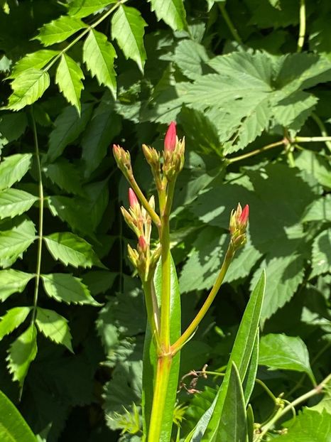 B1EA2309-24CA-4668-A674-9FDBF9C5310A - Leandru