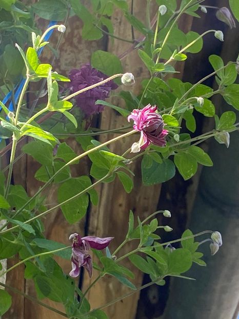 FAEFDBC1-4BC2-47E9-A335-EA7E3CD8BC0F - Clematis