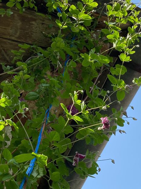 2B4ADE32-4416-44D8-9D07-D40540918C67 - Clematis