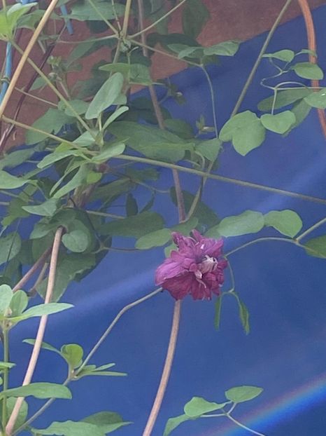 D0D5720C-06FE-4C65-8997-FF898ED62BC3 - Clematis