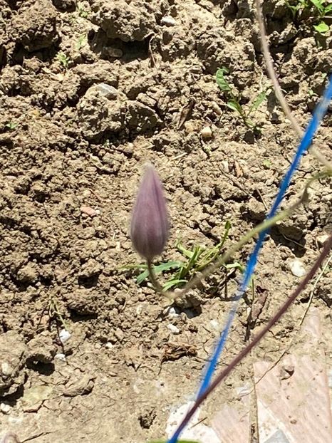 804B9F8D-2E19-49F1-AB48-21CD63C2FBAE - Clematis