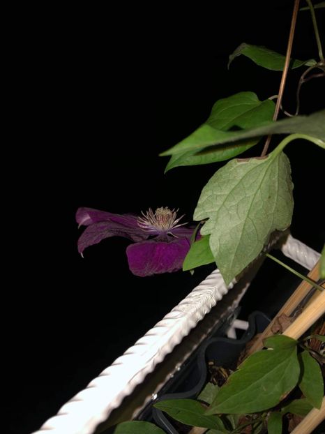 188EDAD3-264A-459A-BB8D-B80823AF540E - Clematis