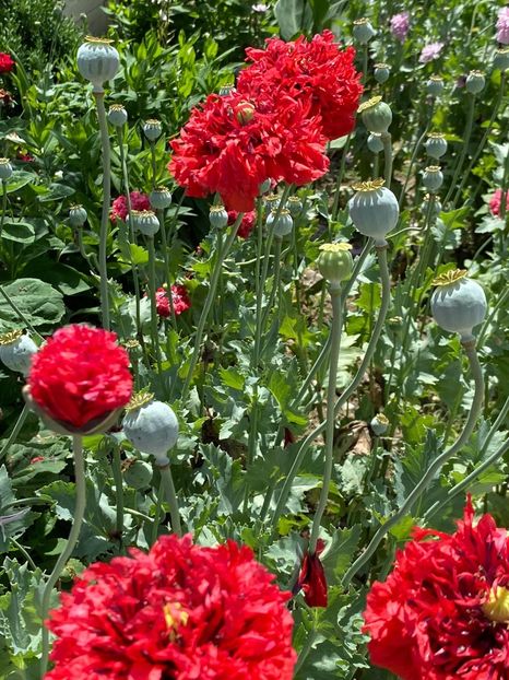 F50FC396-3136-4824-A61D-241ABFDCD69C - FLORILE MELE 2021 nr 1