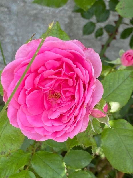 8B0566FE-8880-4B58-91D5-E9EF01F6A500 - Florile mele 2021 nr 2