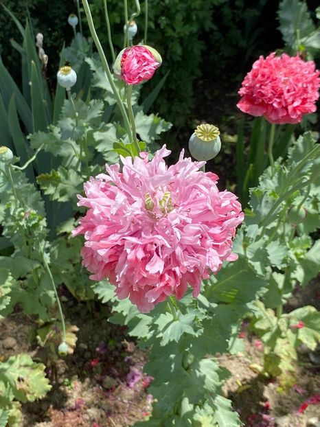 B7BFFF40-DE98-4F7C-8186-2F6F368B1CE1 - Florile mele 2021 nr 2