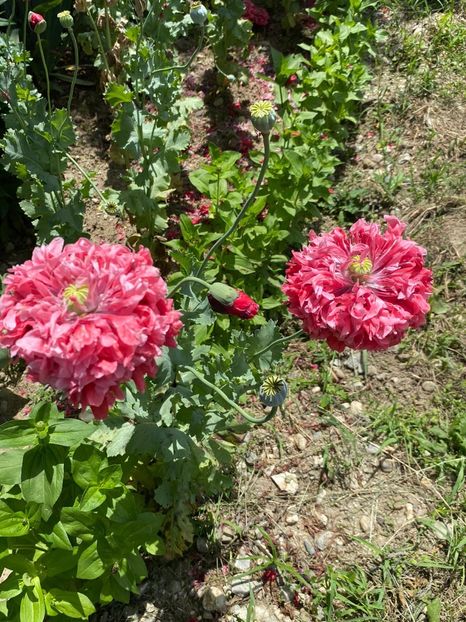 E82D5554-D480-4DC1-B762-DE3E998F5F06 - Florile mele 2021 nr 2