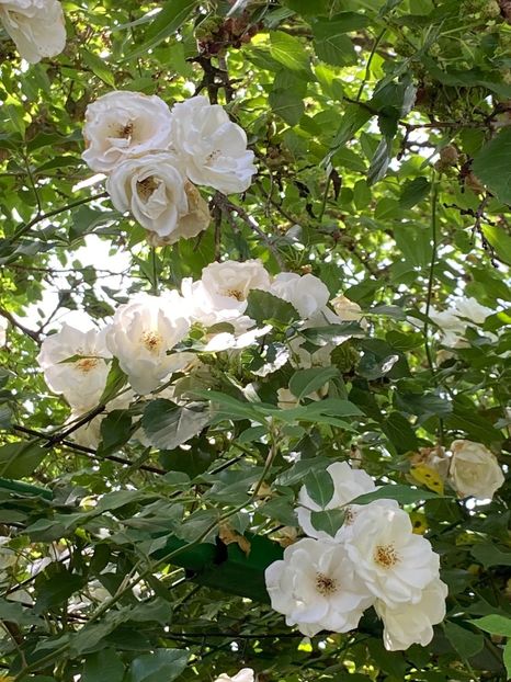 C748759B-BC89-412C-8BF6-FEFC15791C5D - Florile mele 2021 nr 2