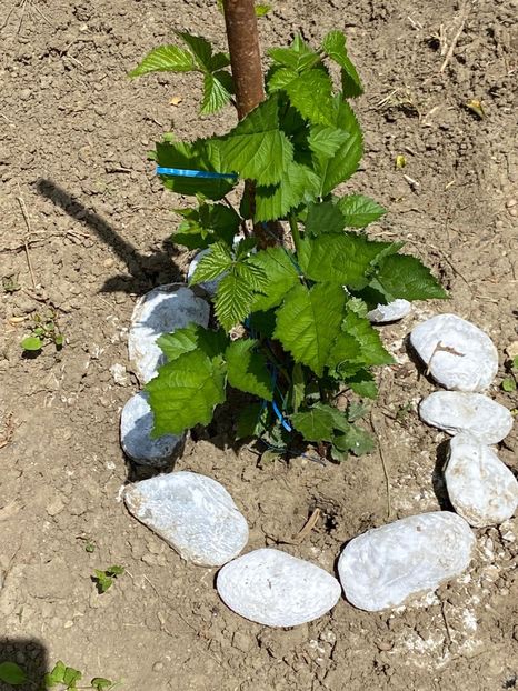 EE5A8344-B696-4C01-86F7-C9DF7D767A51 - Florile mele 2021 nr 2