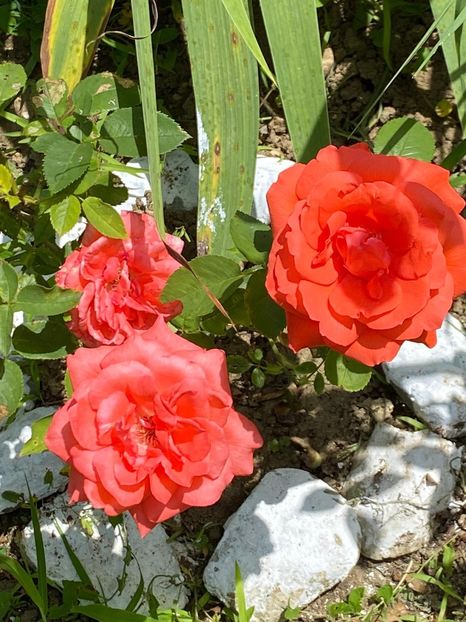 0286D362-136B-41BE-98D7-B41C2F6FBD4E - Florile mele 2021 nr 2