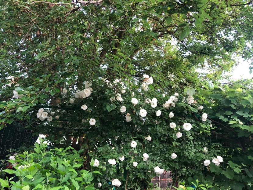 E8BB666A-9982-4004-87B9-B6A523F80C73 - Florile mele 2021 nr 2