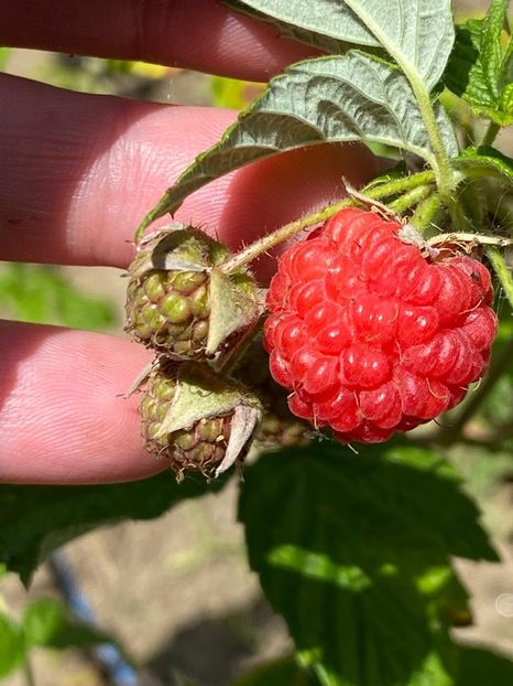 A81E081D-9B60-47EA-BD3C-A09B6B45AA26 - Florile mele 2021 nr 2