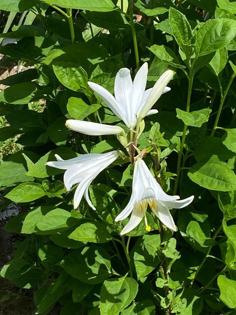 2B3CF713-C188-43B7-B7C4-93152DD533AE - Florile mele 2021 nr 2