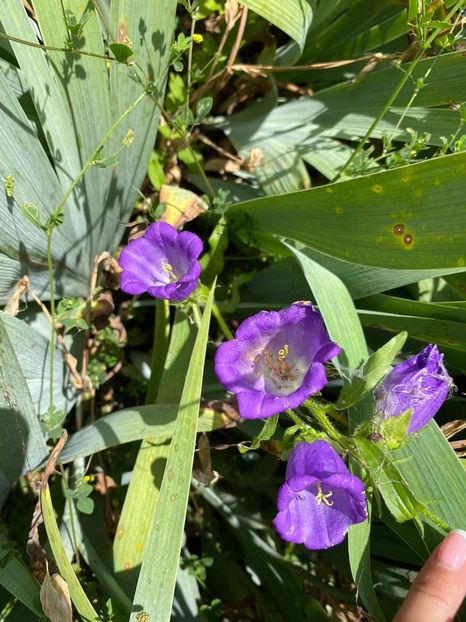 B0FFA34F-DAD6-450D-A90E-E05A3A6A7623 - Florile mele 2021 nr 2