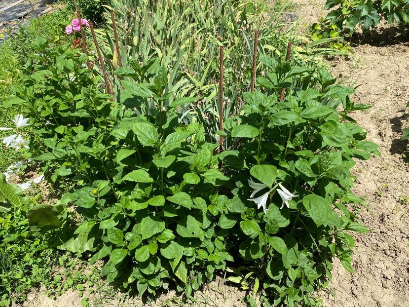 D6BBF8A3-DDD4-47A4-9A41-F03AB1137D29 - Florile mele 2021 nr 2