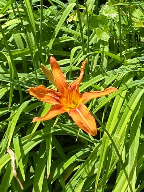 36401480-490A-4D0C-8010-835C7DBF169C - Florile mele 2021 nr 2