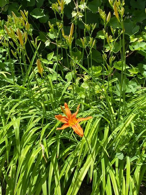 53D76851-580A-43BF-B989-769086FB5DBD - Florile mele 2021 nr 2