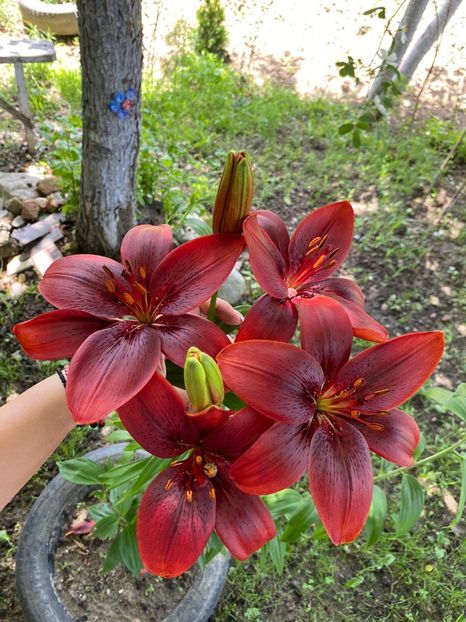 905DFEC5-7A4A-4DF3-A788-9F350E3B0443 - Florile mele 2021 nr 2