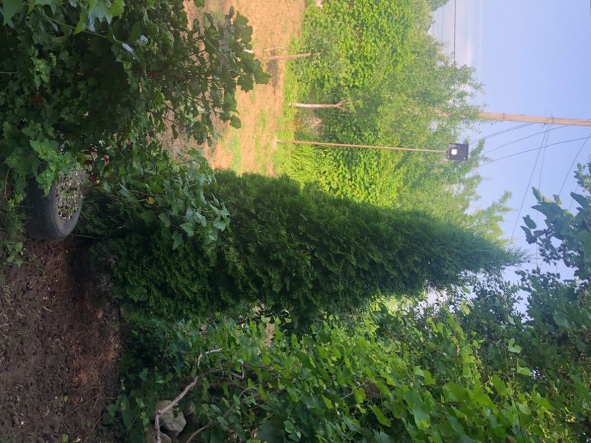 5A1CCC54-A58E-4F88-B7BC-8C681F2688C3 - Florile mele 2021 nr 2