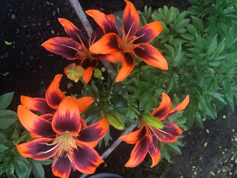 2CE55900-27D9-4936-94D6-8D47A145142B - Florile mele 2021 nr 2