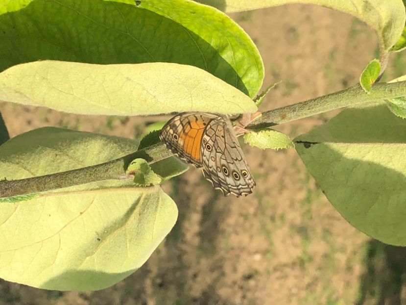 BD294A0F-214C-434B-AAD2-A5E265118B8D - Florile mele 2021 nr 2