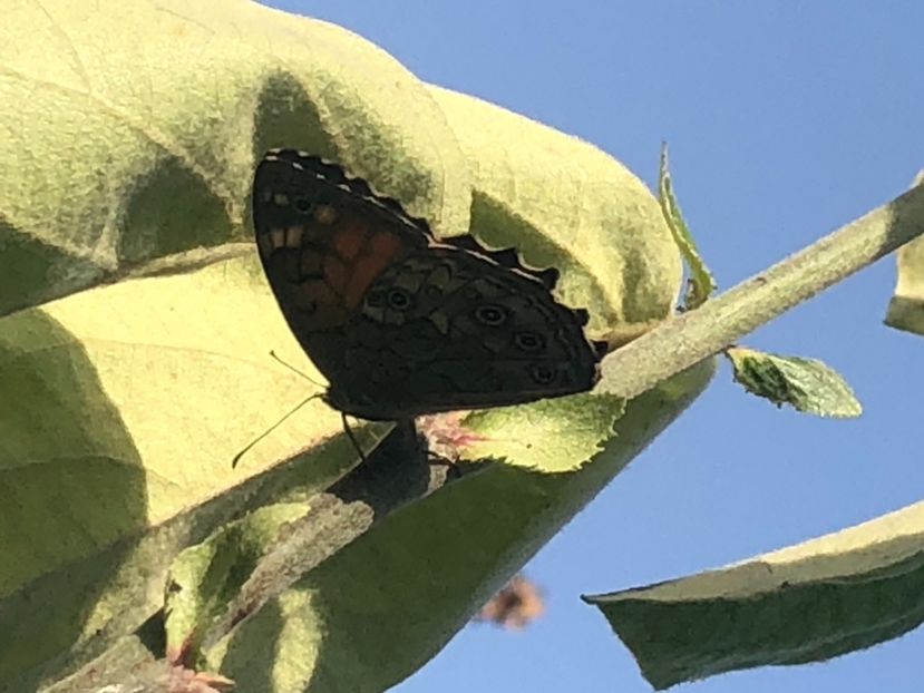 DF6CFA74-9290-4267-8D04-4427B868C38D - Florile mele 2021 nr 2