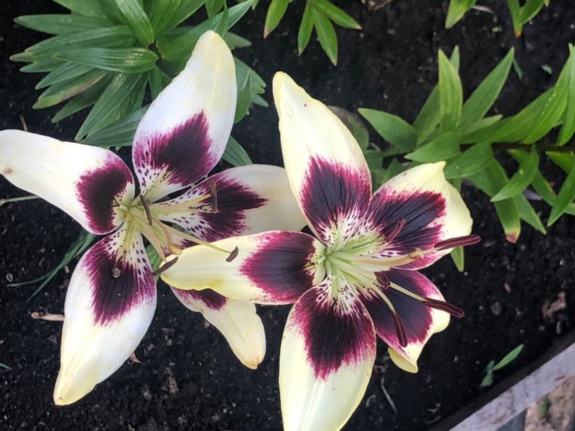 E22DE1E8-3AB3-417E-B313-53258B78DE5B - Florile mele 2021 nr 2