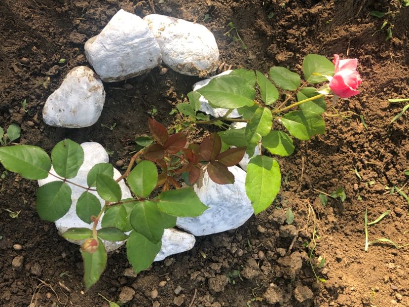 650E65B8-4DF7-48CE-AE7A-AB91921B5768 - Florile mele 2021 nr 2