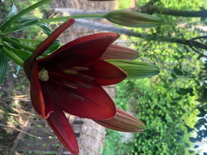 BD0E1788-018C-42FB-A4A7-87DB2F922BD2 - Florile mele 2021 nr 2