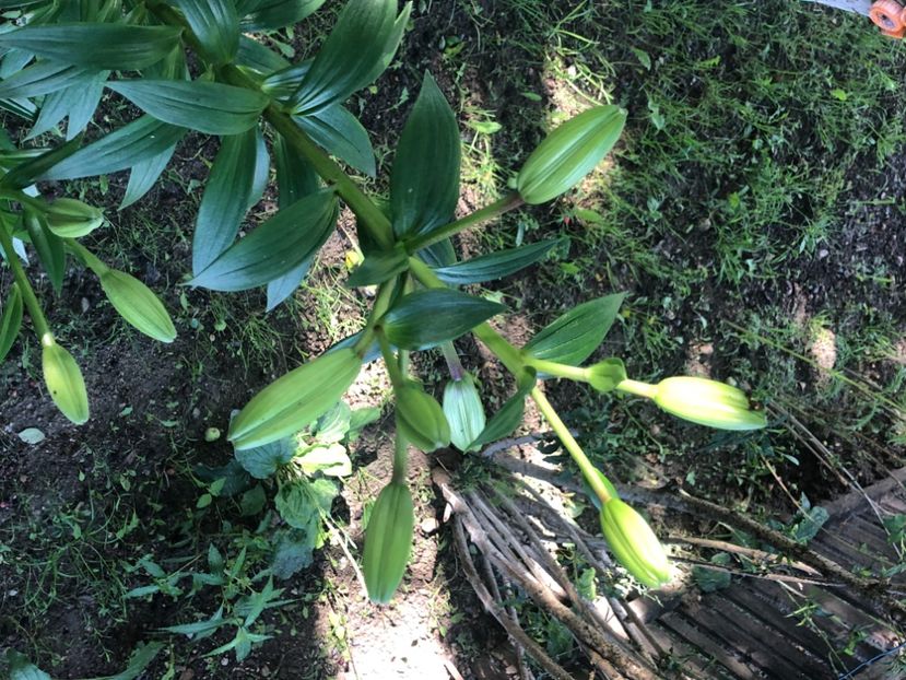 A8776936-3A7F-4F01-AC93-8A6832816704 - Florile mele 2021 nr 2