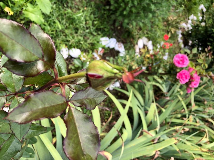 0E333C40-FE68-4D2A-A50C-3393F8FAE6C3 - Florile mele 2021 nr 2