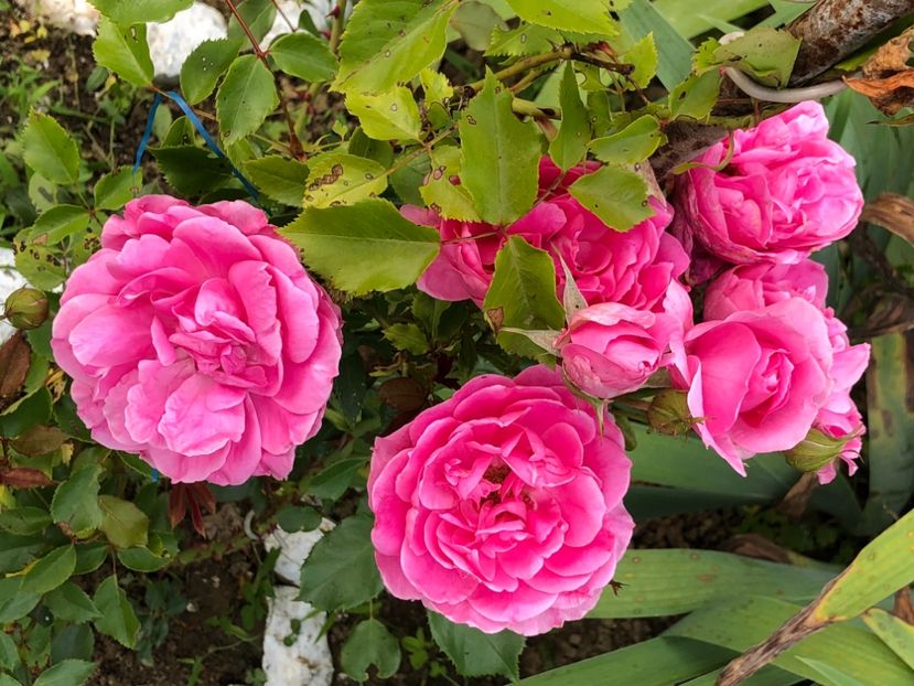 52BDF78F-0921-4A11-803A-9D03D7FDB7F6 - Florile mele 2021 nr 2