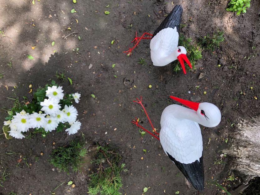 1AD482CC-657D-4739-945A-3376E48F40E6 - Florile mele 2021 nr 2