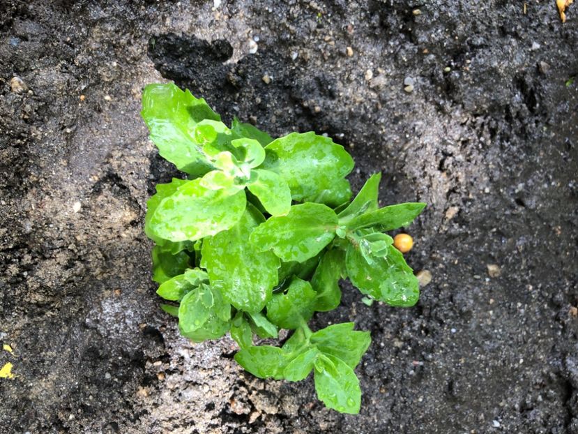 02E0E344-74C7-4355-86DA-575897705DB9 - Florile mele 2021 nr 2